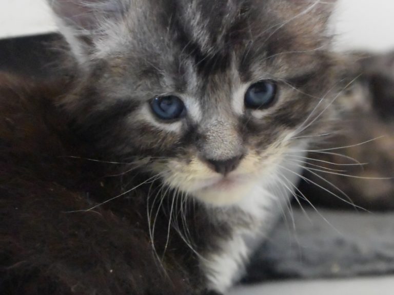 Ralph-chatterie-moonwalk