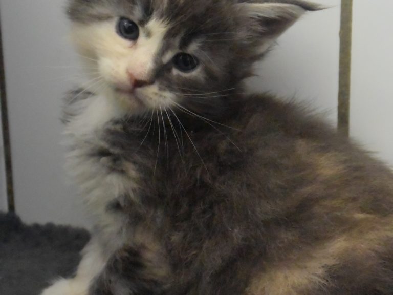 Rhéa-chatterie-moonwalk