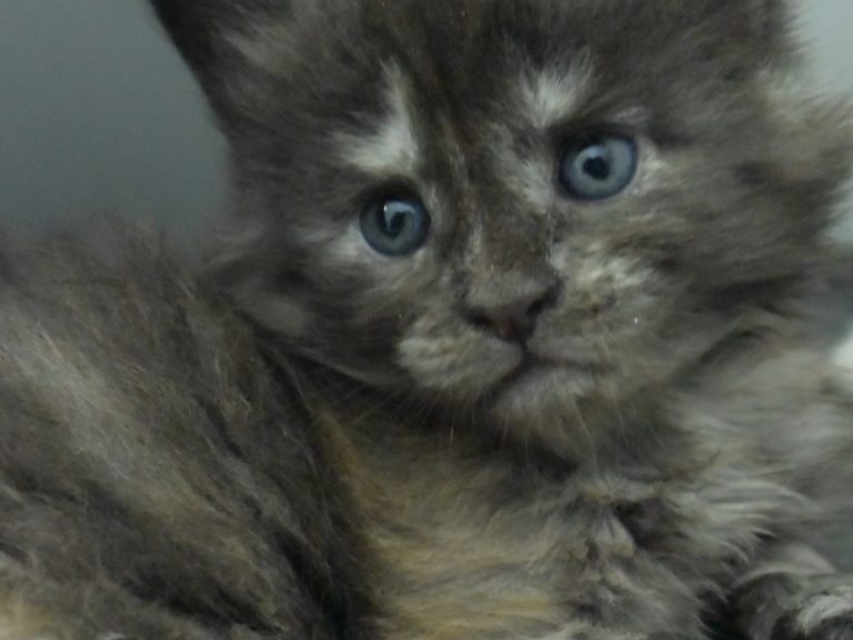 Ruuna-chatterie-moonwalk