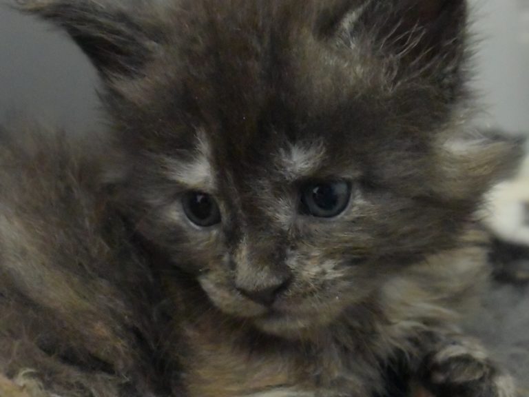 Ruuna-chatterie-moonwalk