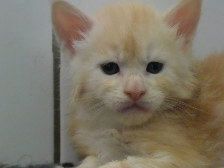 Ramses le grand-chatterie-moonwalk