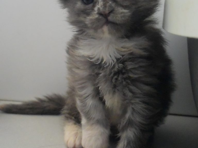 Rice Krispies-chatterie-moonwalk