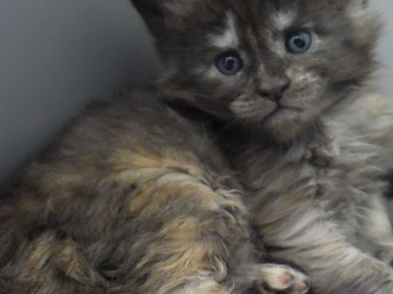 Ruuna-chatterie-moonwalk