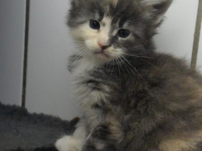 Rhéa-chatterie-moonwalk