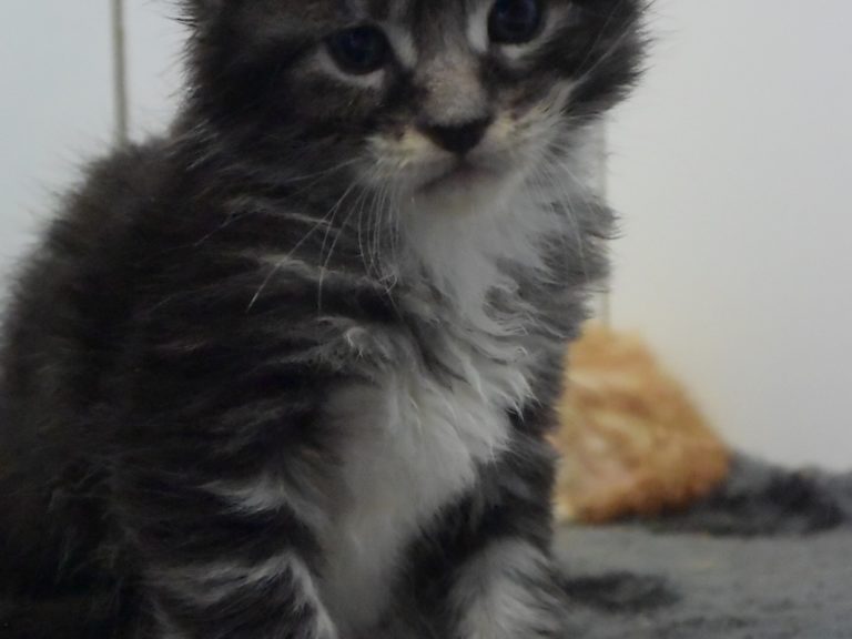 Ralph-chatterie-moonwalk