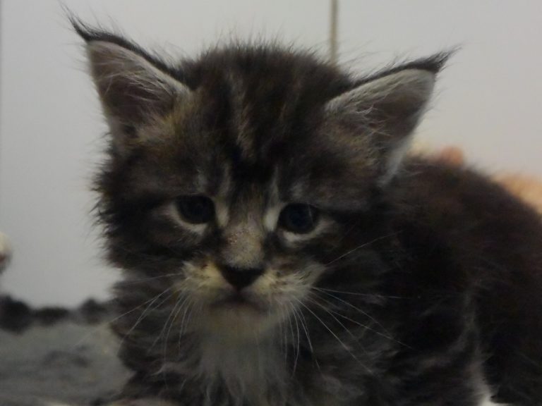 Ralph-chatterie-moonwalk