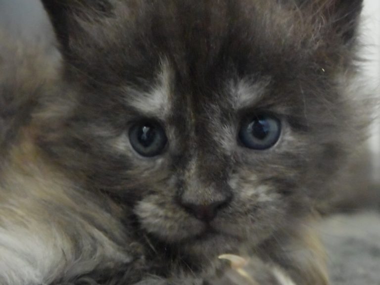 Ruuna-chatterie-moonwalk