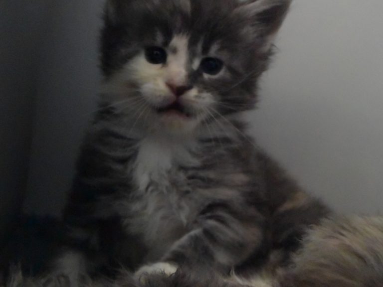 Rhéa-chatterie-moonwalk