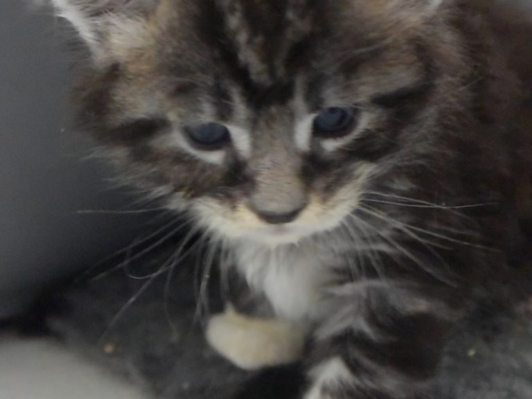 Ralph-chatterie-moonwalk