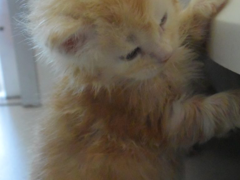 Russian Twist-chatterie-moonwalk