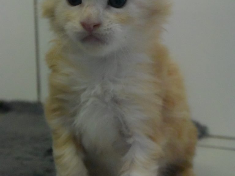 Ramses le grand-chatterie-moonwalk