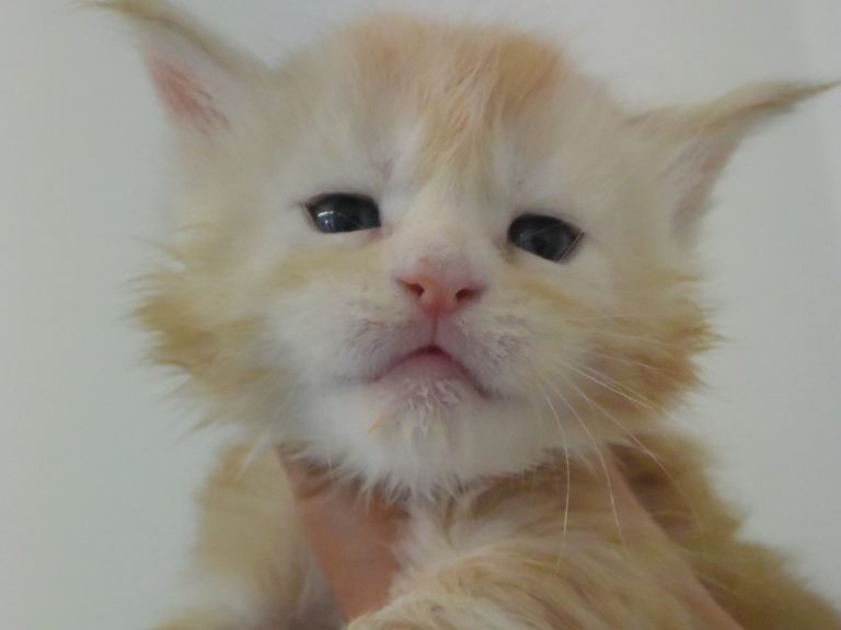 Ramses le grand-chatterie-moonwalk