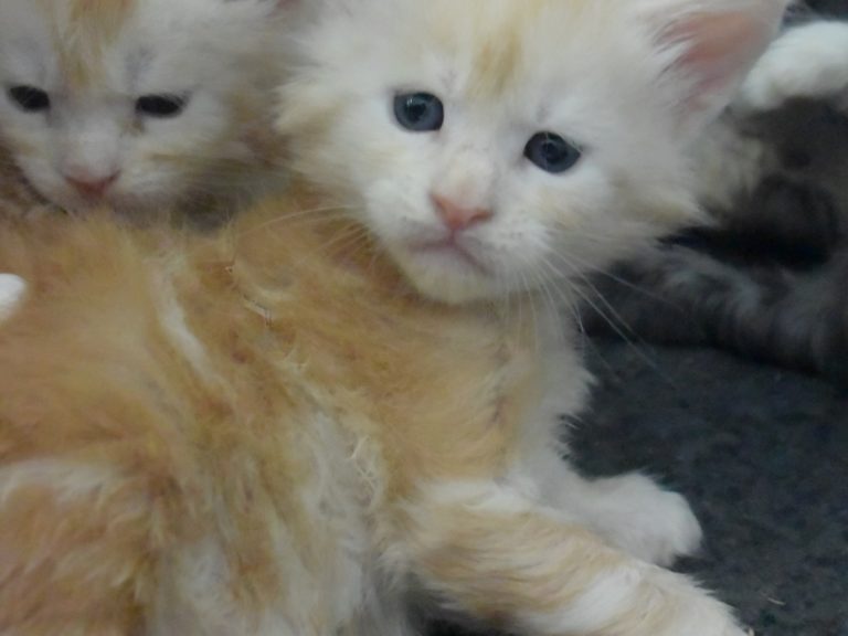 Ramses le grand-chatterie-moonwalk