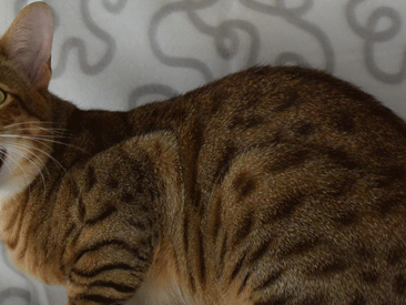 Gaara mâle savannah F5-chatterie moonwalk