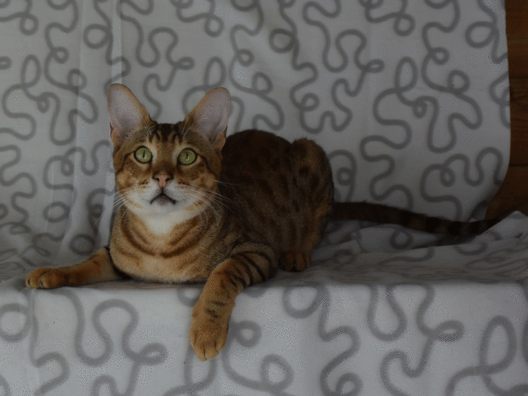 Gaara mâle savannah F5-chatterie moonwalk