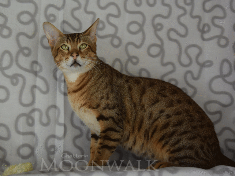 Gaara mâle savannah F5-chatterie moonwalk