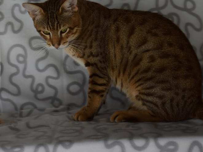 Gaara mâle savannah F5-chatterie moonwalk