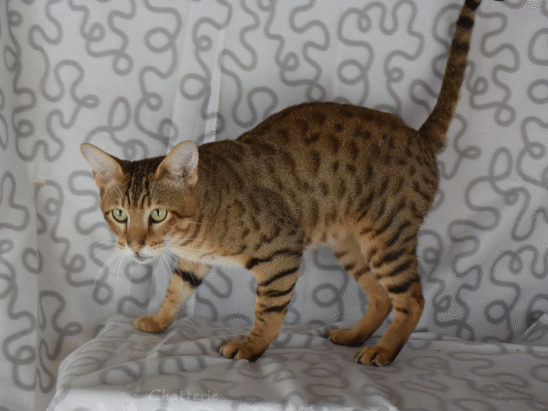 Gaara mâle savannah F5-chatterie moonwalk