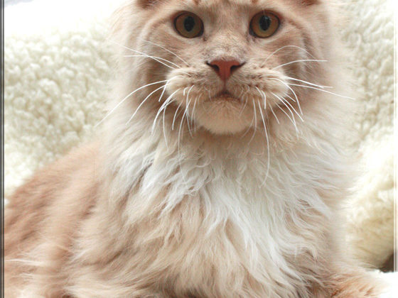 Big ears tiger jeronimo