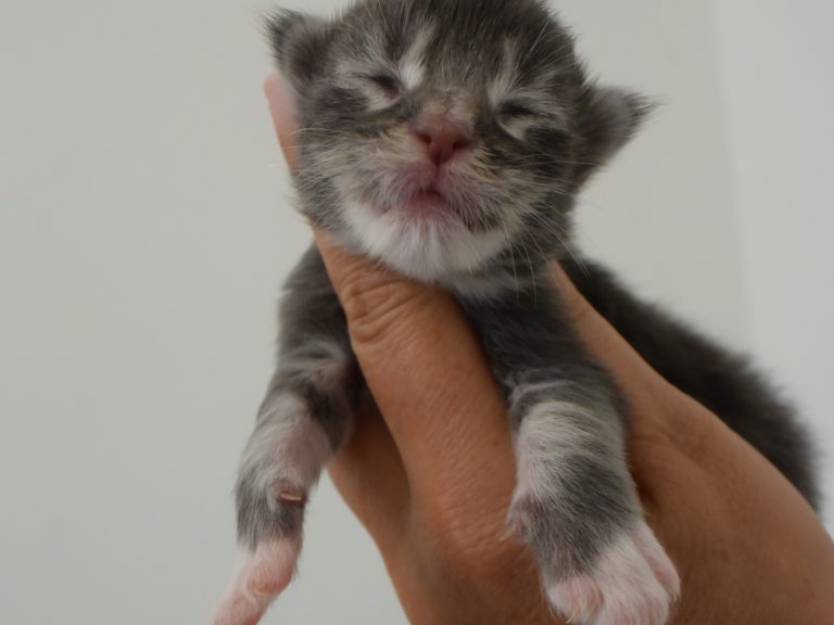 Round up-chatterie-moonwalk