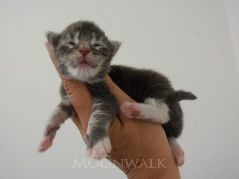 Round up-chatterie-moonwalk