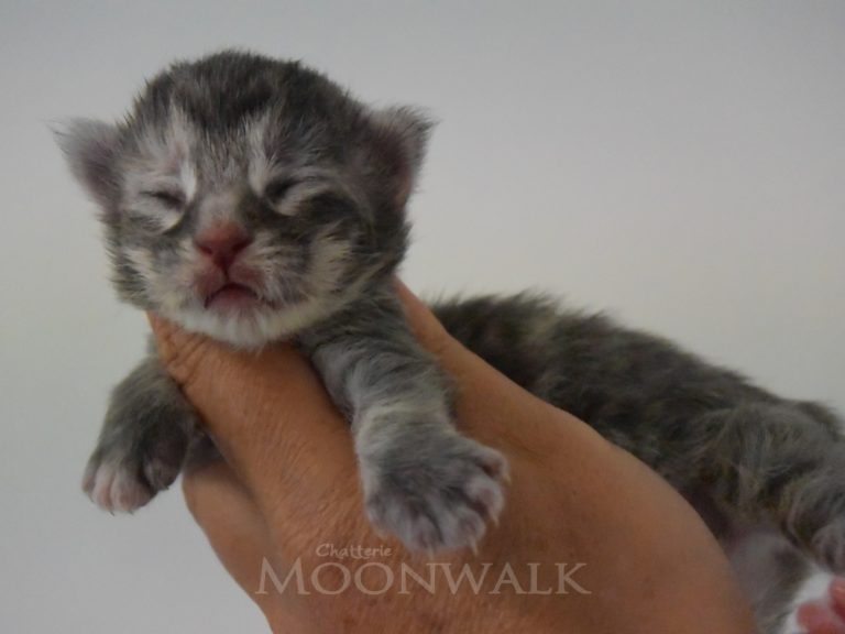 Reflection-chatterie-moonwalk