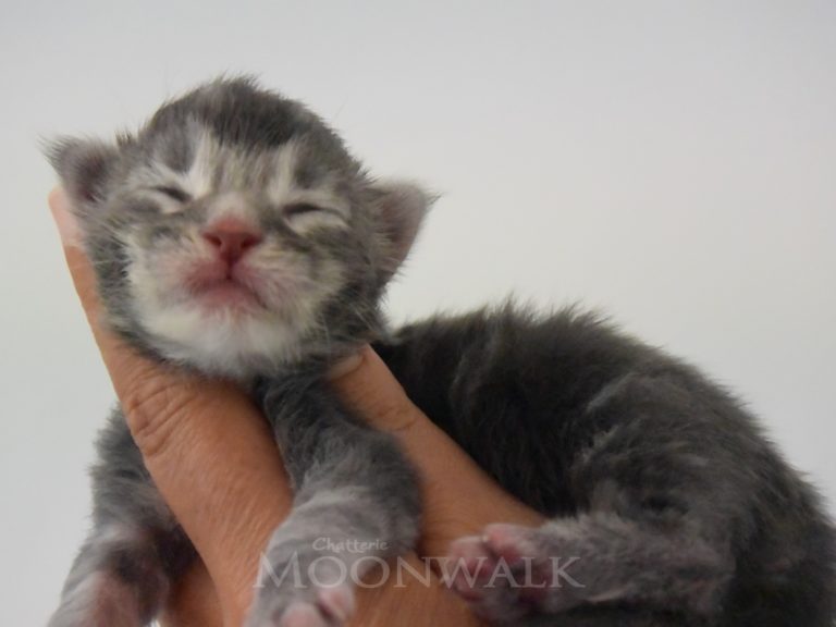 Roco-chatterie-moonwalk