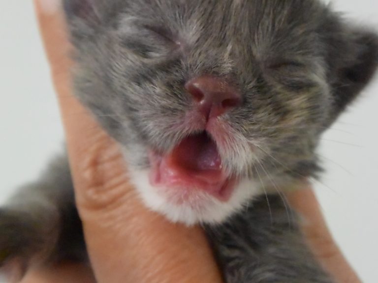 Radieuse-chatterie-moonwalk