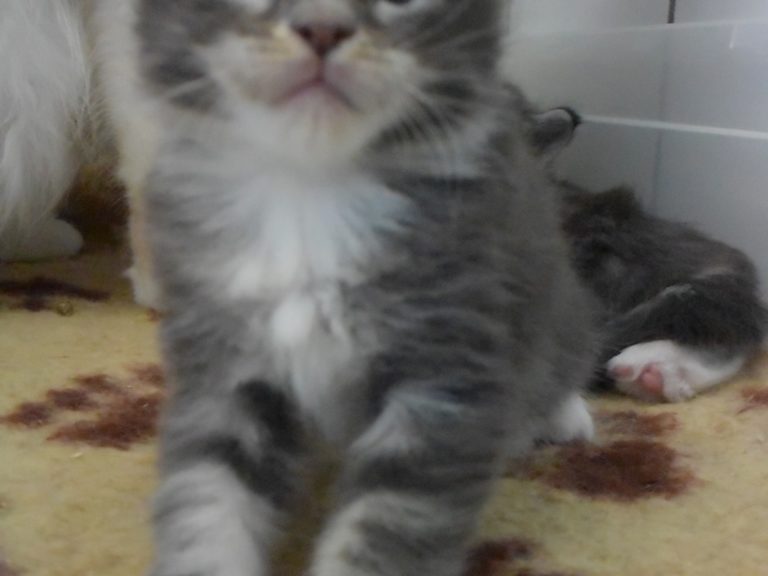 Round up-chatterie-moonwalk