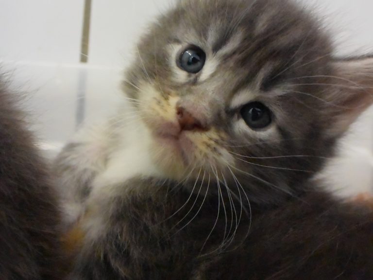 Round up-chatterie-moonwalk