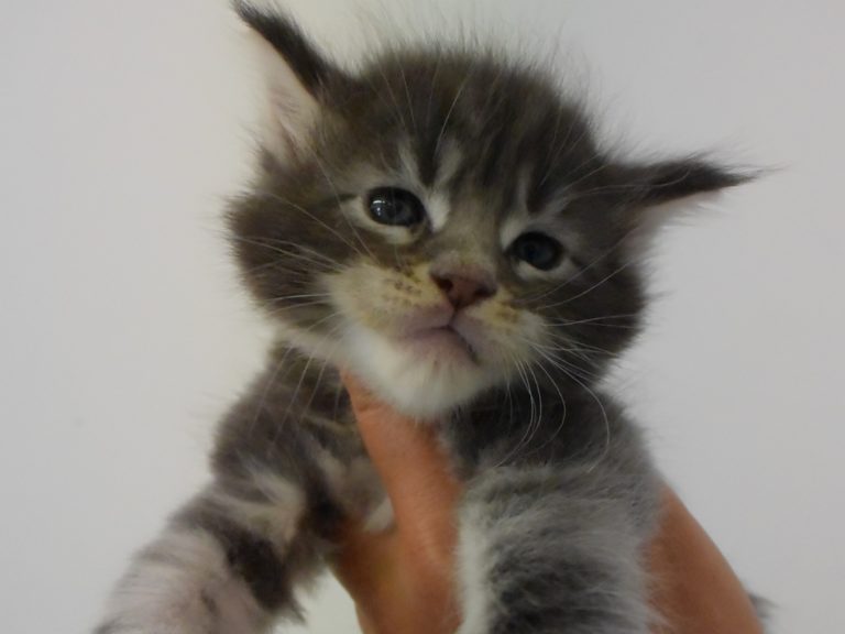 Round up-chatterie-moonwalk