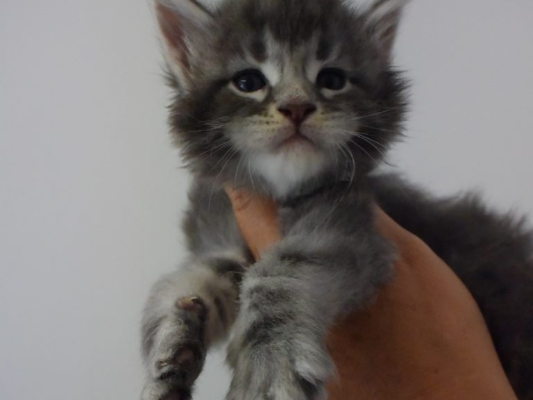 Roco-chatterie-moonwalk