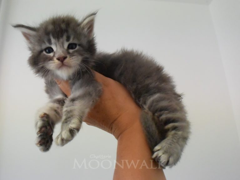 Roco-chatterie-moonwalk