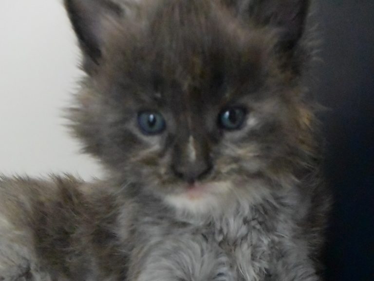 Radieuse-chatterie-moonwalk