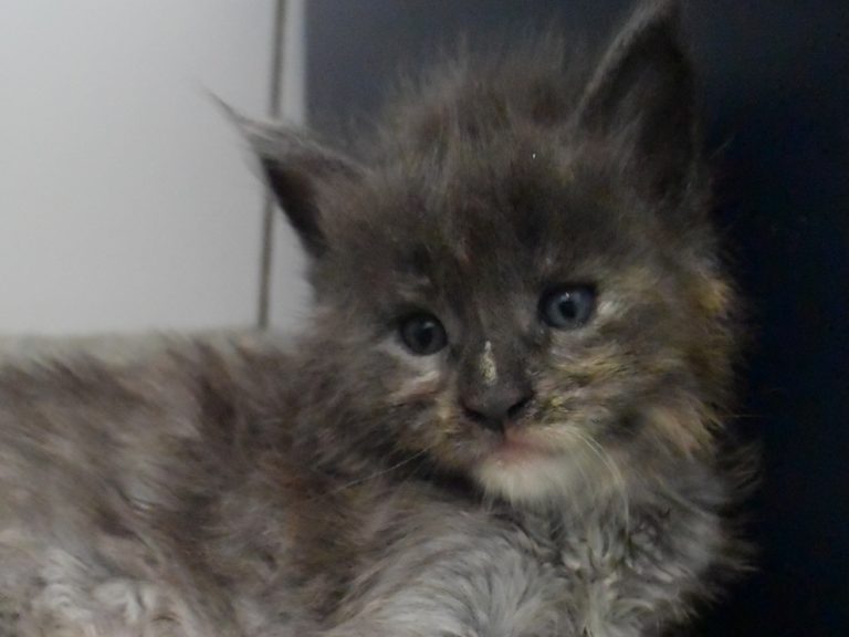 Radieuse-chatterie-moonwalk