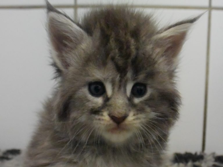 Reflection-chatterie-moonwalk