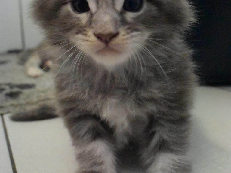 Roco-chatterie-moonwalk