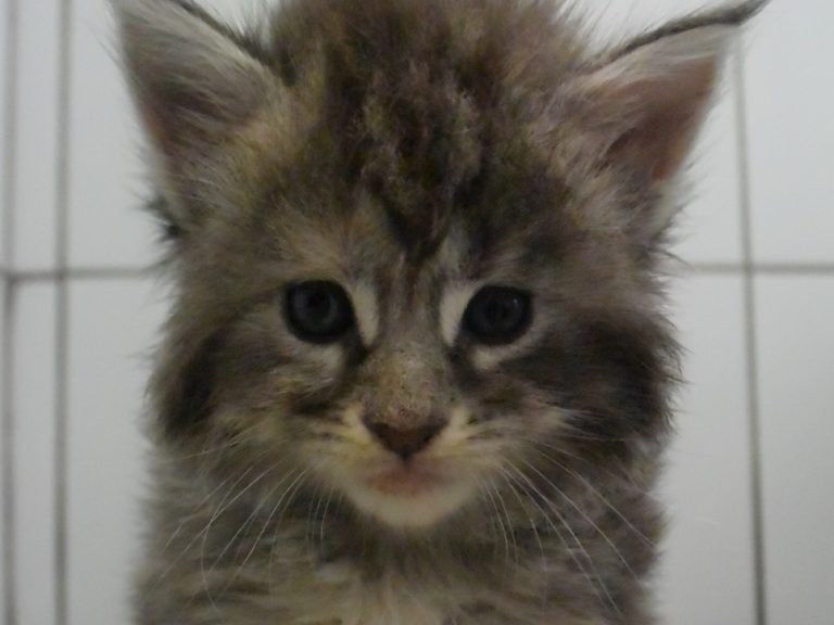 Reflection-chatterie-moonwalk