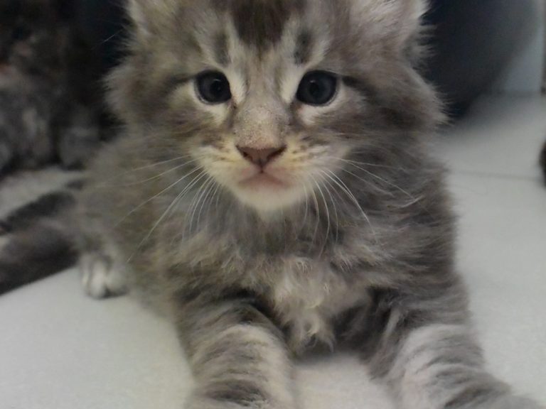 Roco-chatterie-moonwalk