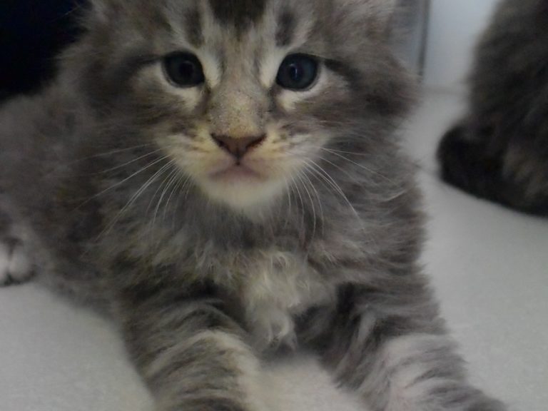 Roco-chatterie-moonwalk