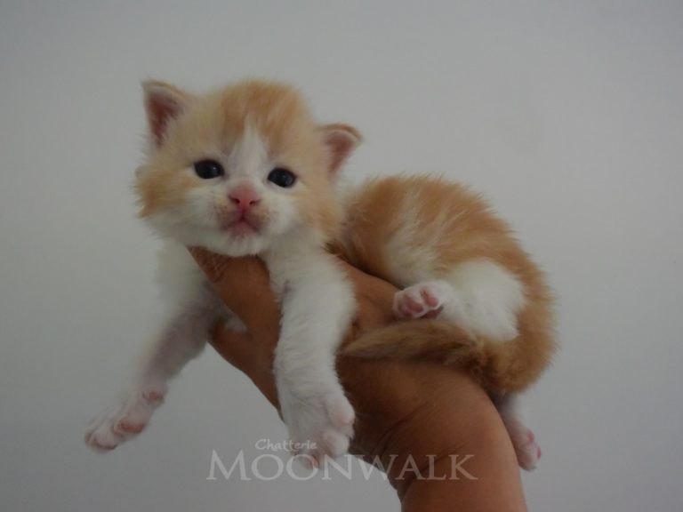 Ronde enchantée-chatterie-moonwalk