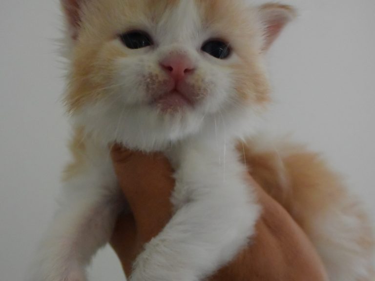 Ronde enchantée-chatterie-moonwalk