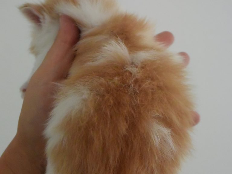 Ronde enchantée-chatterie-moonwalk