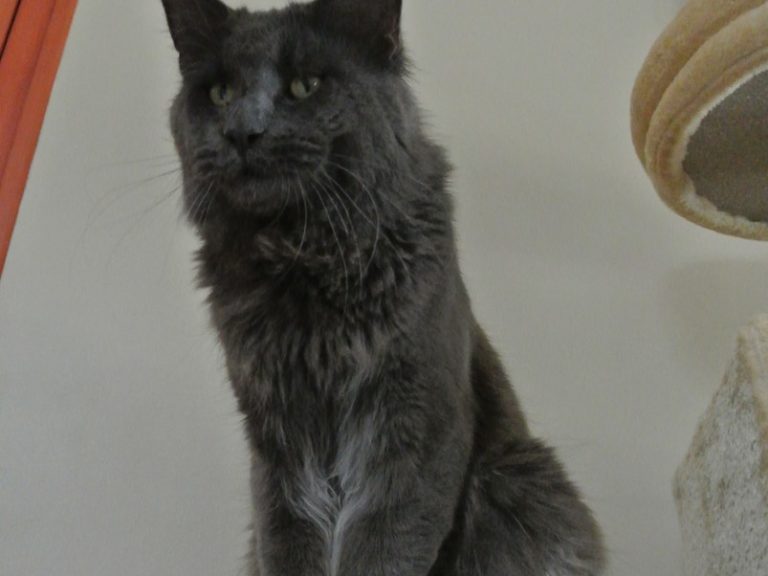 Last Prince Medium Color