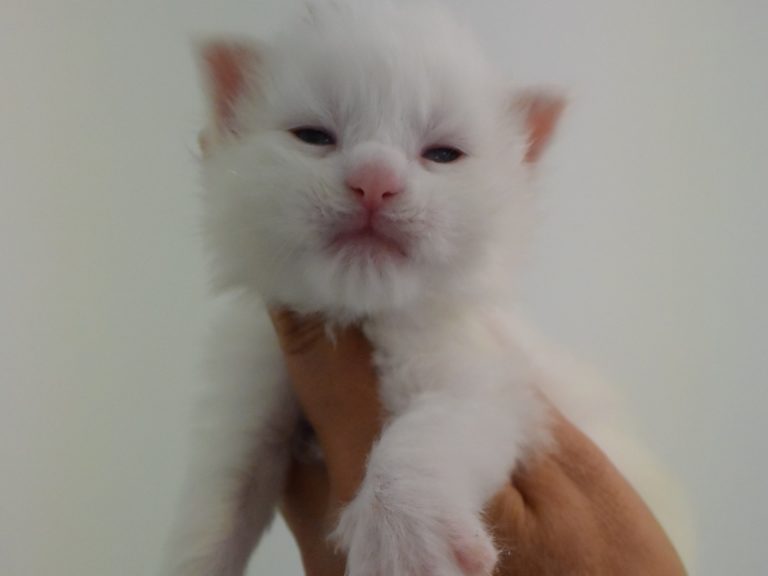 Riley chatterie-moonwalk