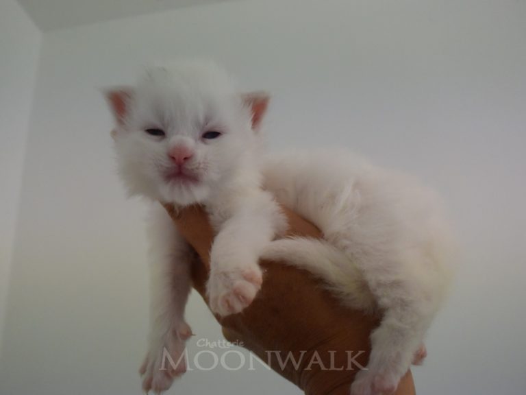 Riley chatterie-moonwalk