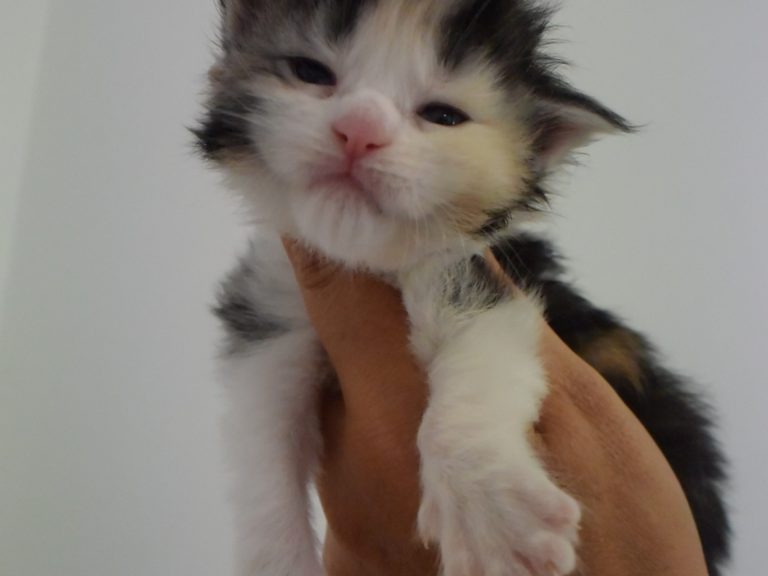 Raia-chatterie-moonwalk