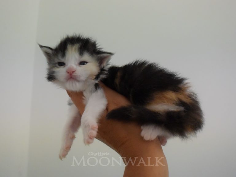 Raia-chatterie-moonwalk