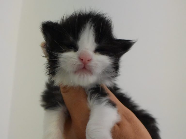 Romuar-chatterie-moonwalk