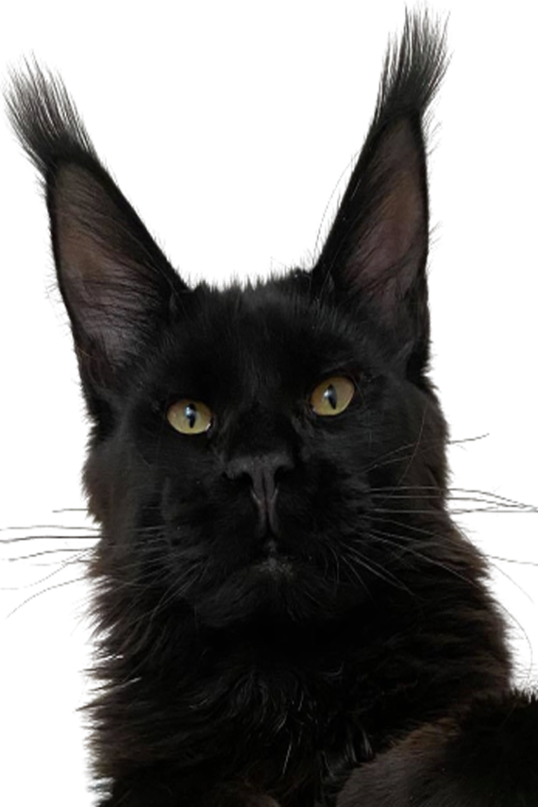 Nos Males Maine Coon Chatterie Moonwlak Nos Males Maine Coon Chatterie Moonwlak